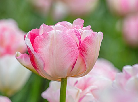 MORTON_HALL_WORCESTERSHIRE_CLOSE_UP_PORTRAIT_OF_WHITE_PINK_FLOWERS_OF_TULIPA_ANGELIQUE_FLOWERING_SPR
