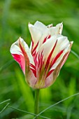 MORTON HALL, WORCESTERSHIRE: CLOSE UP PORTRAIT OF WHITE, RED FLOWERS OF TULIP - TULIPA VIRIDIFLORA FLAMING SPRING GREEN. SPRING, BULBS, TULIPS, BLOS