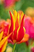 MORTON HALL, WORCESTERSHIRE: CLOSE UP PORTRAIT OF THE LILY FLOWERED TULIP - TULIPA FLY AWAY. SPRING, BULBS, TULIPS
