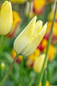 MORTON HALL, WORCESTERSHIRE: CLOSE UP PORTRAIT OF THE CREAM, YELLOW FLOWERS OF TULIP - TULIPA FIRST PROUD . SPRING, BULBS, TULIPS