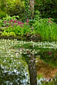 MORTON HALL, WORCESTERSHIRE: CANDELABRA PRIMULAS BESIDE THE LOWER POND. REFLECTIONS, APONOGETON DISTACHYUS. WATER HAWTHORN, WATERFALL, REFLECTED