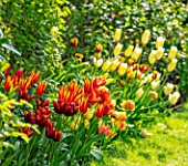 MORTON HALL, WORCESTERSHIRE: BORDER WITH TULIPS ABU HASSAN, FLY AWAY, FIRST PROUD. BORDERS, BULBS, SPRING, MAY, HOT COLOURS