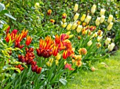 MORTON HALL, WORCESTERSHIRE: BORDER WITH TULIPS ABU HASSAN, FLY AWAY, FIRST PROUD. BORDERS, BULBS, SPRING, MAY, HOT COLOURS