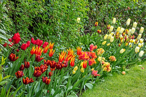 MORTON_HALL_WORCESTERSHIRE_BORDER_WITH_TULIPS_ABU_HASSAN_FLY_AWAY_FIRST_PROUD_BORDERS_BULBS_SPRING_M