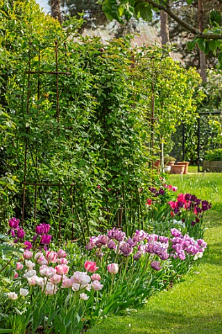 MORTON_HALL_WORCESTERSHIRE_BORDER_WITH_TULIPS_ANGELIQUE_BLUE_PARROT_BORDERS_BULBS_SPRING_MAY_COOL_CO