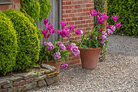 MORTON_HALL_WORCESTERSHIRE_TULIPS_IN_TERRACOTTA_CONTAINER_APRIL_SPRING_BORDERS_BULBS_GRAVEL_TULIPA_P