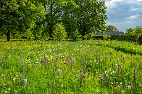 MORTON_HALL_WORCESTERSHIRE_THE_DRIVE_PARKLAND_MEADOW_IN_SPRING_WITH_WILDFLOWERS_AND_CAMASSIA_LEICHTL