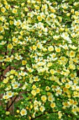 MORTON HALL, WORCESTERSHIRE: CLOSE UP PORTRAIT OF THE YELLOW, CREAM FLOWERS OF ROSE, ROSA XANTHINA F. HUGONIS. FLOWERING, BLOOMS, BLOOMING, ROSES