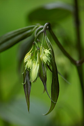MORTON_HALL_WORCESTERSHIRE_CLOSE_UP_PORTRAIT_OF_THE_CREAMY_GREEN_FLOWERS_OF_DISPORUM_CANTONIENSE_GRE