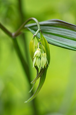 MORTON_HALL_WORCESTERSHIRE_CLOSE_UP_PORTRAIT_OF_THE_CREAMY_GREEN_FLOWERS_OF_DISPORUM_CANTONIENSE_GRE