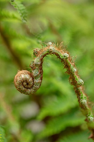 MORTON_HALL_WORCESTERSHIRE_CLOSE_UP_PORTRAIT_OF_AN_UNFURLING_FERN_IN_SPRING_MAY_SHADE_SHADY_GREEN
