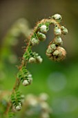 MORTON HALL, WORCESTERSHIRE: CLOSE UP PORTRAIT OF AN UNFURLING FERN IN SPRING, MAY, SHADE, SHADY, GREEN