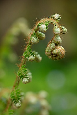 MORTON_HALL_WORCESTERSHIRE_CLOSE_UP_PORTRAIT_OF_AN_UNFURLING_FERN_IN_SPRING_MAY_SHADE_SHADY_GREEN