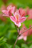 MORTON HALL, WORCESTERSHIRE: CLOSE UP PORTRAIT OF THE PINK FLOWERS OF AZALEA, SPRING, MAY, SHADE, SHADY, SHRUBS