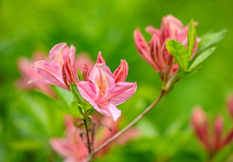 MORTON_HALL_WORCESTERSHIRE_CLOSE_UP_PORTRAIT_OF_THE_PINK_FLOWERS_OF_AZALEA_SPRING_MAY_SHADE_SHADY_SH