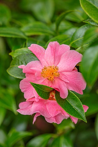 MORTON_HALL_WORCESTERSHIRE_CLOSE_UP_PORTRAIT_OF_THE_PINK_FLOWERS_OF_A_CAMELLIA__SPRING_MAY_SHADE_SHA
