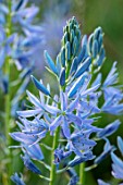 PETTIFERS, OXFORDSHIRE, DESIGNER GINA PRICE: CLOSE UP PORTRAIT OF BLUE FLOWERS OF CAMASSIA LEICHTLINII SUBSP. SUKSDORFII ELECTRA. BULBS, SPRING, FLOWERING