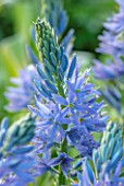 PETTIFERS, OXFORDSHIRE, DESIGNER GINA PRICE: CLOSE UP PORTRAIT OF BLUE FLOWERS OF CAMASSIA LEICHTLINII SUBSP. SUKSDORFII ELECTRA. BULBS, SPRING, FLOWERING