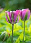THE COACH HOUSE, SURREY, DESIGNER BARBARA BROOKS: CLOSE UP PORTRAIT OF GREEN, PINK, FLOWERS OF TULIP - TULIPA NIGHTRIDER. BULBS, SPRING, FLOWERING, BLOOMS, BLOOMING