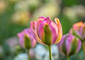 THE COACH HOUSE, SURREY, DESIGNER BARBARA BROOKS: CLOSE UP PORTRAIT OF GREEN, PINK, FLOWERS OF TULIP - TULIPA NIGHTRIDER. BULBS, SPRING, FLOWERING, BLOOMS, BLOOMING