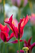 THE COACH HOUSE, SURREY, DESIGNER BARBARA BROOKS: CLOSE UP PORTRAIT OF RED, GREEN FLOWERS OF TULIP - TULIPA HOLLYWOOD. BULBS, SPRING, FLOWERING, BLOOMS, BLOOMING