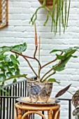 JAMIES JUNGLE, LONDON HOUSE OF JAMIE SONG: APARTMENT FILLED WITH HOUSEPLANTS. INDOORS, GREEN INTERIORS, PHILODENDRON SQUAMIFERUM IN CONTAINER