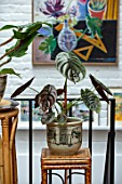 JAMIES JUNGLE, LONDON HOUSE OF JAMIE SONG: APARTMENT FILLED WITH HOUSEPLANTS. INDOORS, GREEN INTERIORS, WOODEN STAND, CONTAINER, ALOCASIA CUPREA RED SECRET