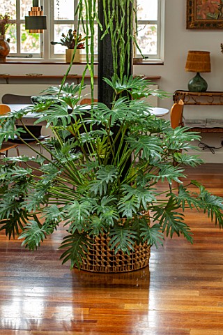 JAMIES_JUNGLE_LONDON_HOUSE_OF_JAMIE_SONG_APARTMENT_FILLED_WITH_HOUSEPLANTS_INDOORS_GREEN_INTERIORS_P