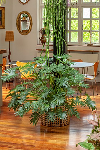 JAMIES_JUNGLE_LONDON_HOUSE_OF_JAMIE_SONG_APARTMENT_FILLED_WITH_HOUSEPLANTS_INDOORS_GREEN_INTERIORS_P