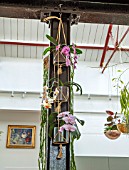 JAMIES JUNGLE, LONDON HOUSE OF JAMIE SONG: APARTMENT FILLED WITH HOUSEPLANTS. INDOORS, GREEN INTERIORS,  PHALAEONOPSIS ORCHIDS IN CONTAINERS ON GIRDER, HANGING