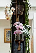 JAMIES JUNGLE, LONDON HOUSE OF JAMIE SONG: APARTMENT FILLED WITH HOUSEPLANTS. INDOORS, GREEN INTERIORS,  PHALAEONOPSIS ORCHIDS IN CONTAINERS ON GIRDER, HANGING