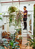 JAMIES JUNGLE, LONDON HOUSE OF JAMIE SONG: APARTMENT FILLED WITH HOUSEPLANTS. INDOORS, GREEN INTERIORS,  JAMIE SONG WATERING ON LADDER