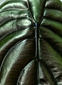 JAMIES JUNGLE, LONDON HOUSE OF JAMIE SONG: HOUSEPLANTS. INDOORS, GREEN INTERIORS,GREEN, BLACK LEAVES, FOLIAGE OF ALOCASIA CUPREA RED SECRET