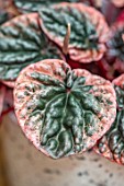 JAMIES JUNGLE, LONDON HOUSE OF JAMIE SONG: HOUSEPLANTS. INDOORS, GREEN INTERIORS, CLOSE UP OF PINK, GREEN, FOLIAGE, LEAF, LEAVES OF PEPEROMIA CAPERATA ABRICOS