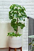 JAMIES JUNGLE, LONDON HOUSE OF JAMIE SONG: HOUSEPLANTS. INDOORS, GREEN INTERIORS, WHITE CONTAINER WITH GREEN LEAVES, FOLIAGE OF PILEA PEPEROMIOIDES, CHINESE MONEY PLANT
