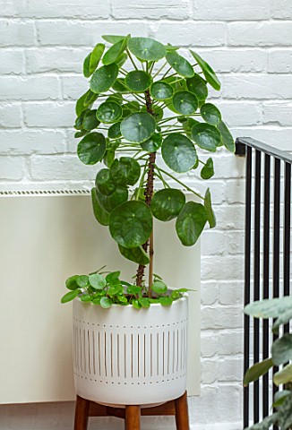 JAMIES_JUNGLE_LONDON_HOUSE_OF_JAMIE_SONG_HOUSEPLANTS_INDOORS_GREEN_INTERIORS_WHITE_CONTAINER_WITH_GR