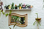JAMIES JUNGLE, LONDON HOUSE OF JAMIE SONG: HOUSEPLANTS. INDOORS, GREEN INTERIORS, SHELF WITH CONTAINERS WITH PHALAEONOPSIS ORCHIDS