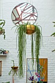 JAMIES JUNGLE, LONDON HOUSE OF JAMIE SONG: HOUSEPLANTS. INDOORS, GREEN INTERIORS, HANGING GOLD CONTAINER WITH HOYA LINEARIS, WAX FLOWER, PLANT