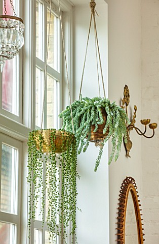 JAMIES_JUNGLE_LONDON_HOUSE_OF_JAMIE_SONG_HOUSEPLANTS_INDOORS_GREEN_INTERIORS_HANGING_GOLD_CONTAINERS