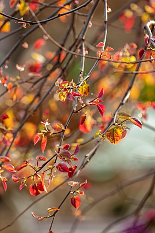 CLOSE_UP_PORTRAIT_OF_THE_EMERGING_NEW_DARK_RED_LEAVES_OF_CERCIS_CANADENSIS_RUBY_FALLS_FOLIAGE_LEAVES