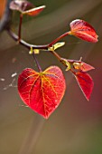 CLOSE UP PORTRAIT OF THE EMERGING NEW DARK RED LEAVES OF CERCIS CANADENSIS RUBY FALLS. FOLIAGE, LEAVES, SHRUBS, SPRING, REDBUD