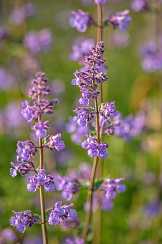 DESIGNER_JAMES_SCOTT_THE_GARDEN_COMPANY_CLOSE_UP_PLANT_PORTRAIT_OF_THE_FLOWERS_OF_NEPETA_WALKERS_LOW