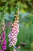 PETRA HOYER MILLAR GARDEN, OXFORDSHIRE: CASTLE END HOUSE. PLANT PORTRAIT OF PINK FLOWERS OF FOXGLOVES, DIGITALIS PURPUREA SUTTONS APRICOT