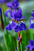 PETRA HOYER MILLAR GARDEN, OXFORDSHIRE: CASTLE END HOUSE. PLANT PORTRAIT OF BLUE FLOWERS OF IRIS SIBIRICA, FLOWERING, BLOOMING, IRISES