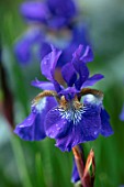 PETRA HOYER MILLAR GARDEN, OXFORDSHIRE: CASTLE END HOUSE. PLANT PORTRAIT OF BLUE FLOWERS OF IRIS SIBIRICA, FLOWERING, BLOOMING, IRISES