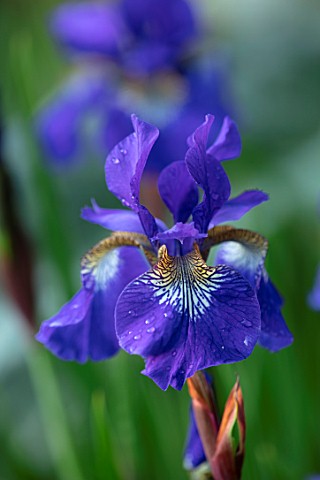 PETRA_HOYER_MILLAR_GARDEN_OXFORDSHIRE_CASTLE_END_HOUSE_PLANT_PORTRAIT_OF_BLUE_FLOWERS_OF_IRIS_SIBIRI