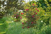 THE OLD VICARAGE, WORMLEIGHTON, WARWICKSHIRE: DESIGNER ANGEL COLLINS - MEADOW WITH RUSTY METAL FRAMES, RED FLOWERS OF CLIMBING ROSE - ROSA SCHARLACHGLUT, SHRUBS, CLIMBERS