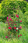 THE OLD VICARAGE, WORMLEIGHTON, WARWICKSHIRE: DESIGNER ANGEL COLLINS - MEADOW WITH RUSTY METAL FRAMES, RED FLOWERS OF CLIMBING ROSE - ROSA SCHARLACHGLUT, SHRUBS, CLIMBERS