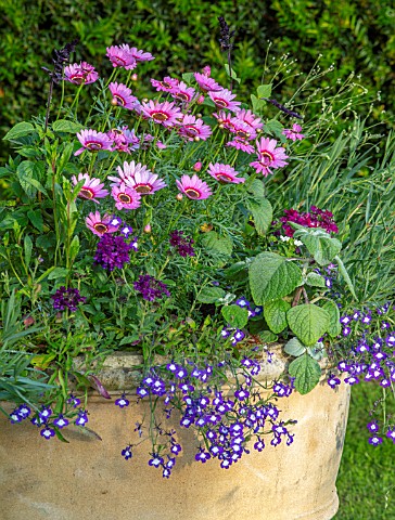 THE_OLD_VICARAGE_WORMLEIGHTON_WARWICKSHIRE_DESIGNER_ANGEL_COLLINS__TERRACOTTA_CONTAINER_PLANTED_WITH