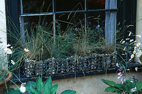 WINDOW_BOX_COVERED_IN_SHELLS_AND_PLANTED_WITH_CORNFLOWER__FLAX__BLUE_GRASS_DESIGNER_SUE_BERGER